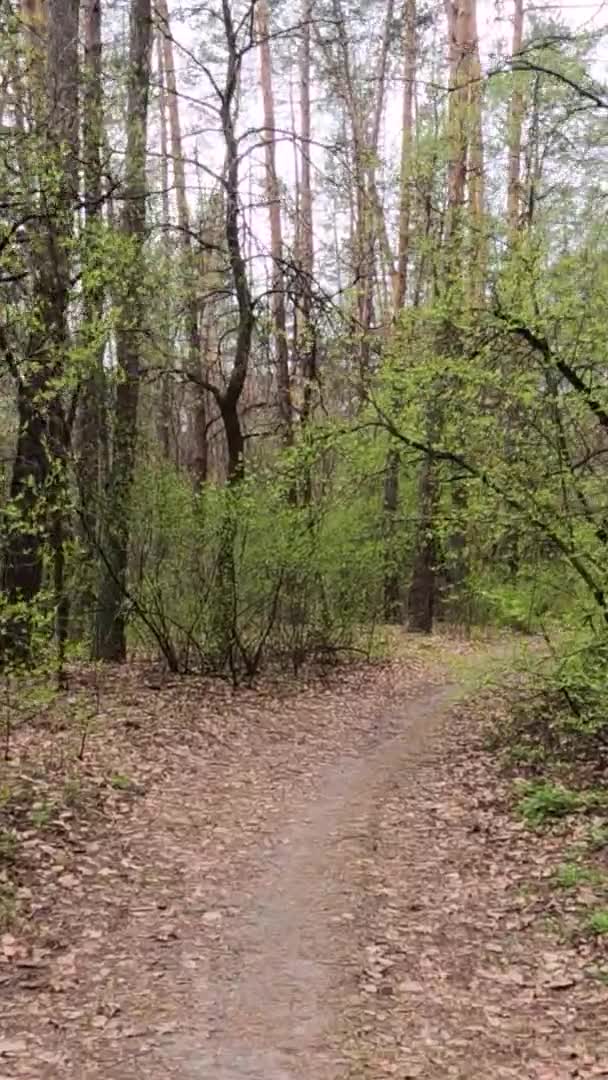 Vidéo verticale de la petite route dans la forêt pendant la journée — Video