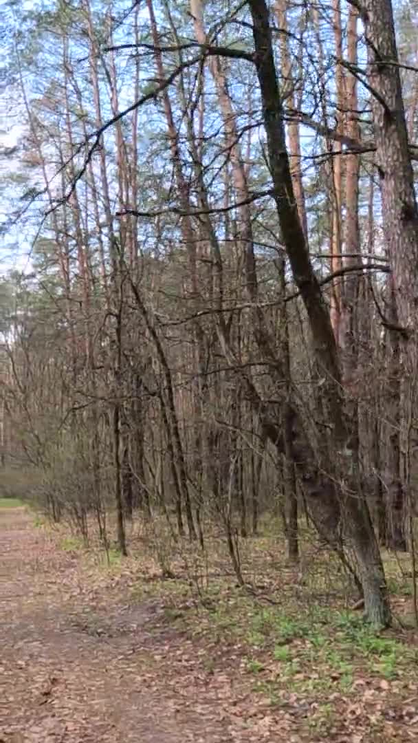 Vertikal video av den lilla vägen i skogen under dagen — Stockvideo