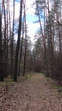 Gün boyunca ormandaki küçük yolun dikey videosu.