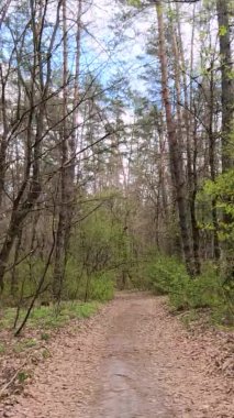 Gün boyunca ormandaki küçük yolun dikey videosu.