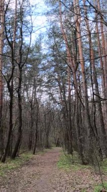 Gün boyunca ormandaki küçük yolun dikey videosu.