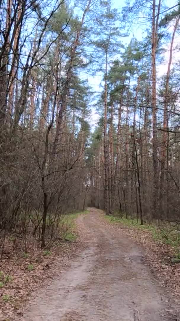 Vidéo verticale de la petite route dans la forêt pendant la journée