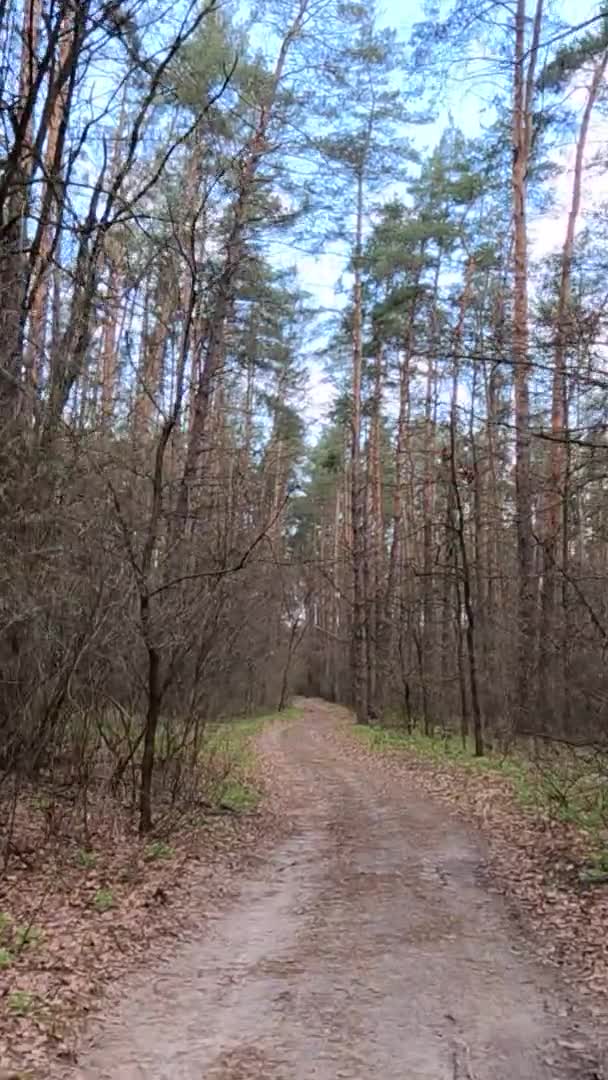 Verticale video van het weggetje in het bos overdag — Stockvideo