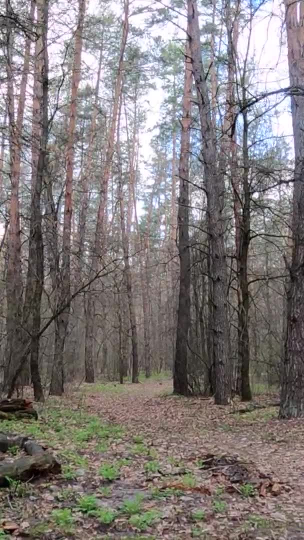 Vidéo verticale de la petite route dans la forêt pendant la journée