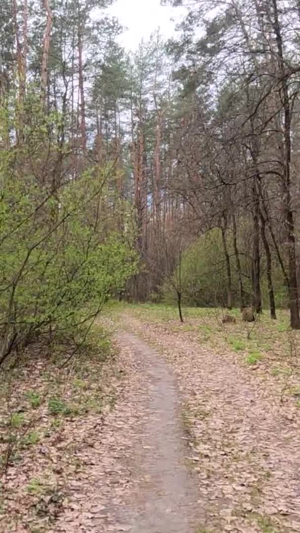 Vidéo verticale de la petite route dans la forêt pendant la journée