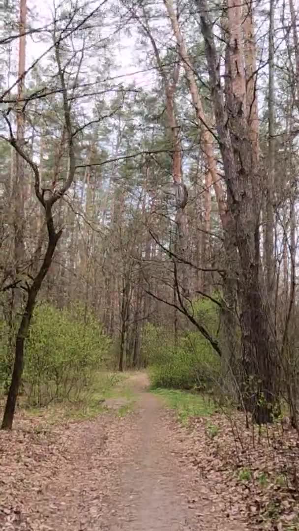 Vidéo verticale de la petite route dans la forêt pendant la journée