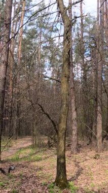 Gün boyunca ormandaki küçük yolun dikey videosu.