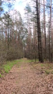 Gün boyunca ormandaki küçük yolun dikey videosu.