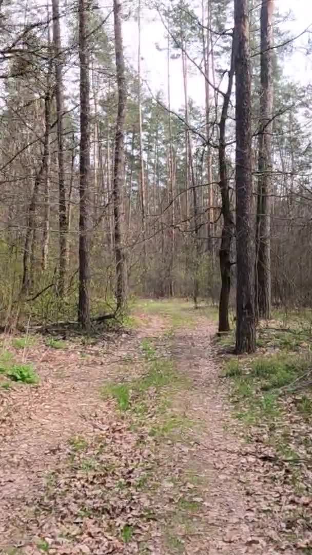 Vidéo verticale de la petite route dans la forêt pendant la journée