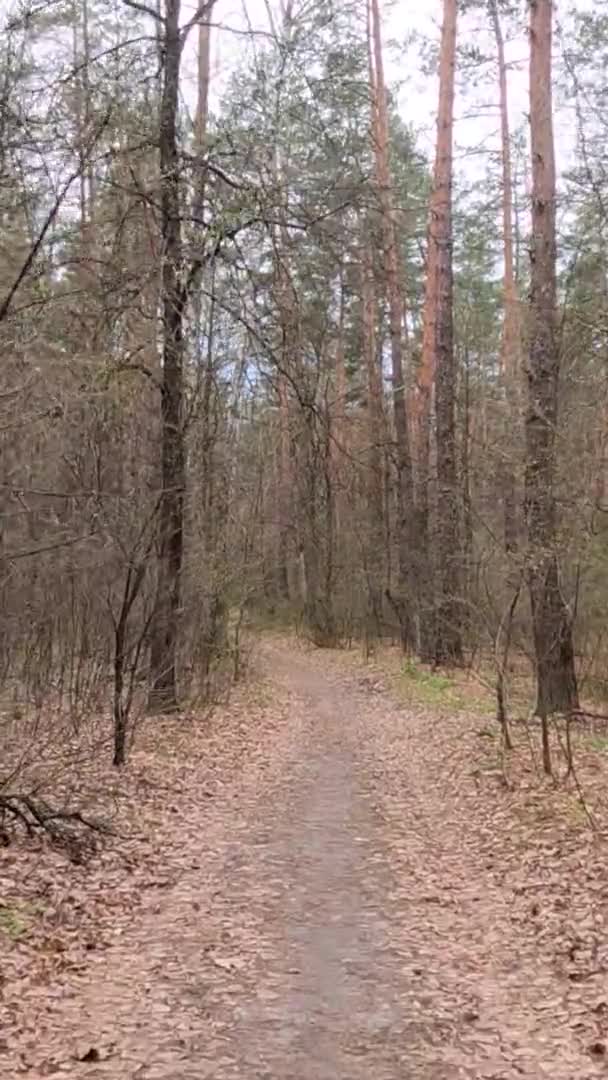 日中森の中の小さな道の垂直ビデオ — ストック動画