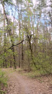 Gün boyunca ormandaki küçük yolun dikey videosu.