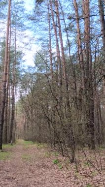 Gün boyunca ormandaki küçük yolun dikey videosu.