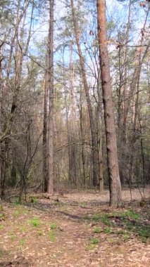 Gün boyunca ormandaki küçük yolun dikey videosu.