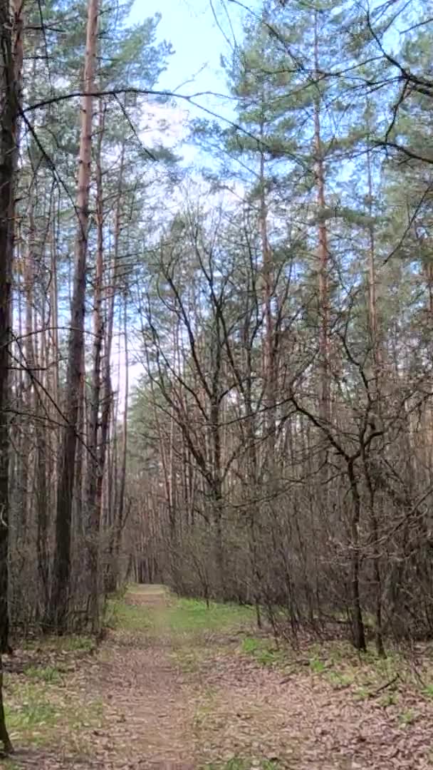 Vidéo verticale de la petite route dans la forêt pendant la journée