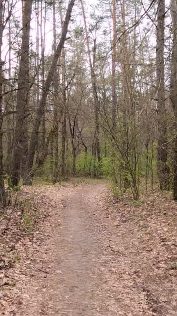 Vidéo verticale de la petite route dans la forêt pendant la journée