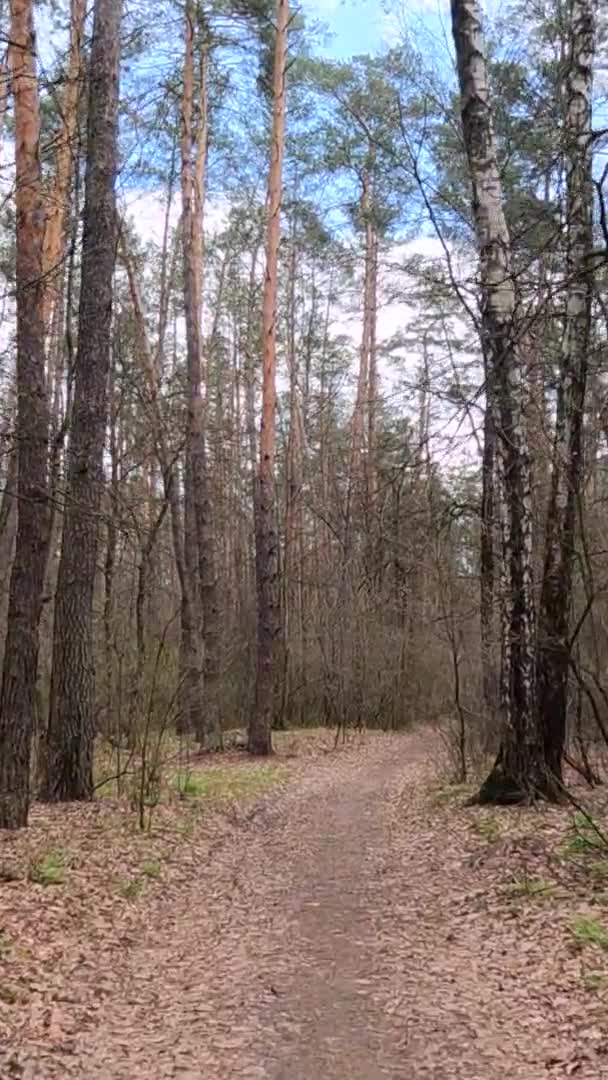 Vidéo verticale de la petite route dans la forêt pendant la journée