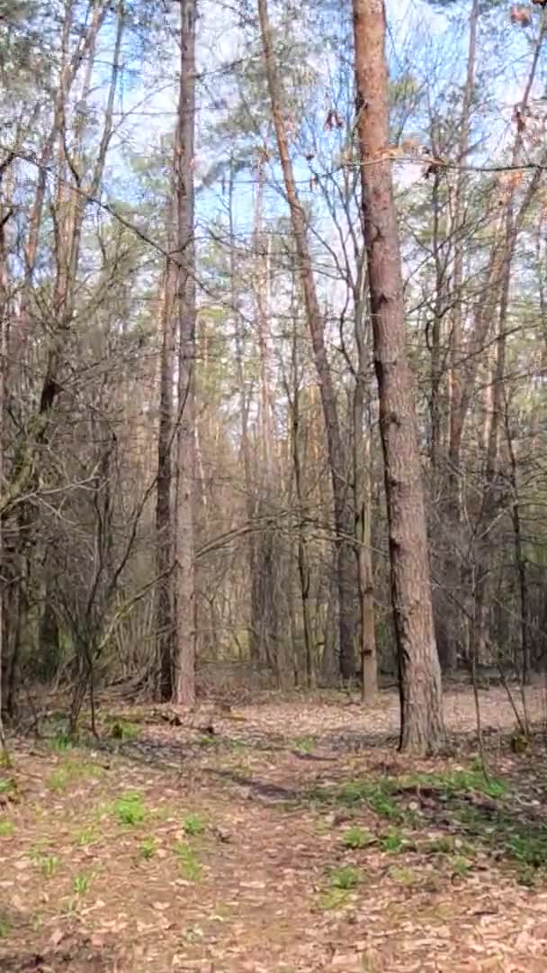 Vidéo verticale de la petite route dans la forêt pendant la journée