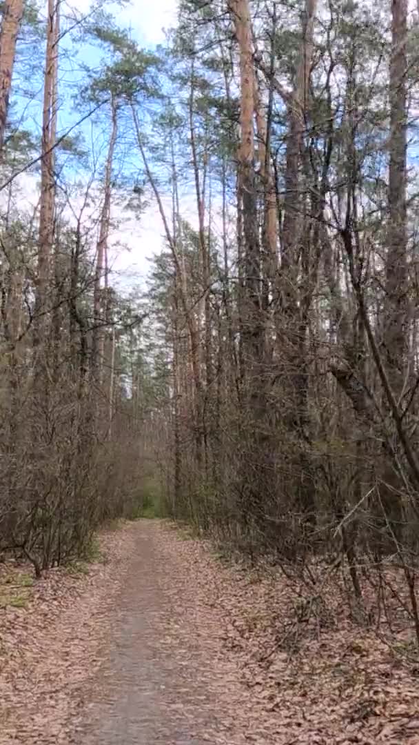Vidéo verticale de la petite route dans la forêt pendant la journée