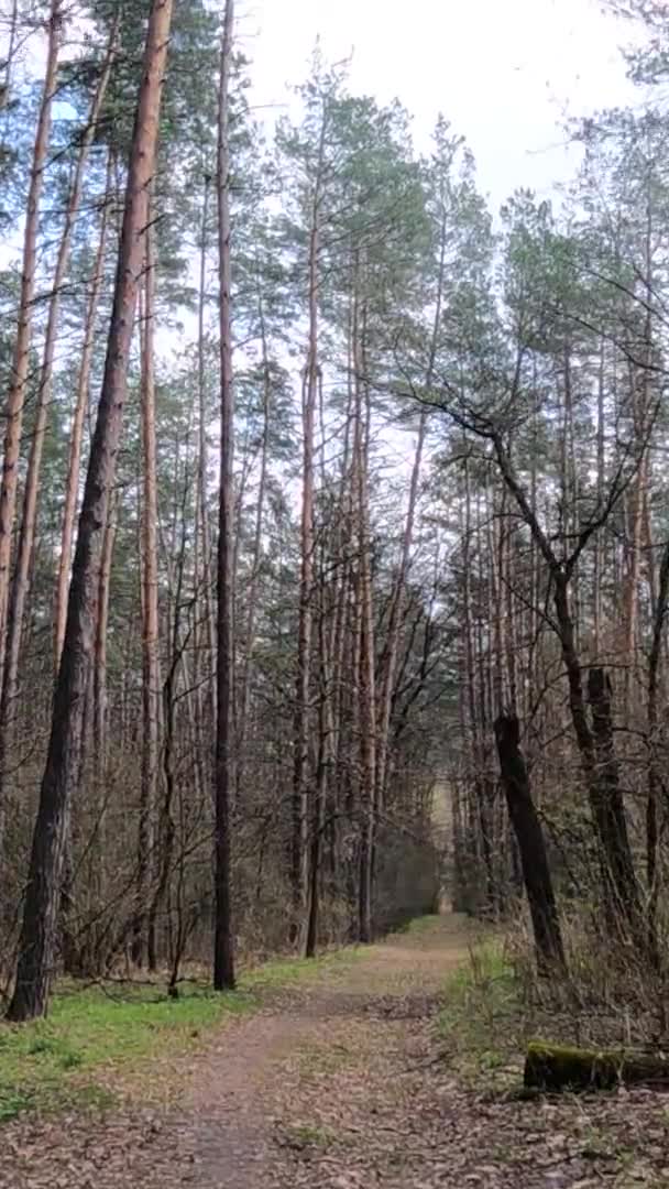 Вертикальное видео небольшой дороги в лесу в течение дня — стоковое видео