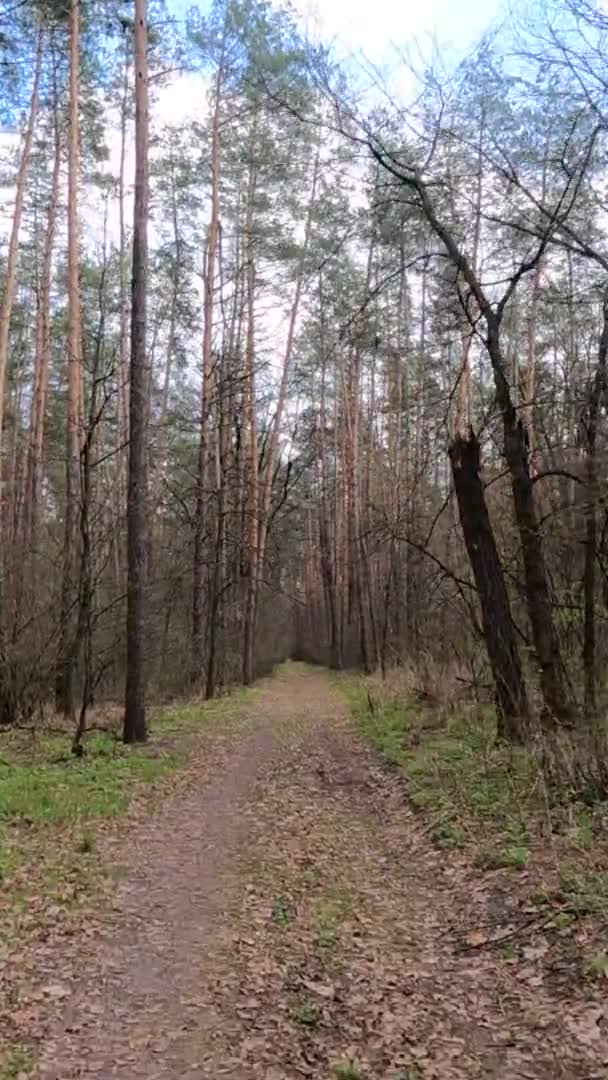 Vidéo verticale de la petite route dans la forêt pendant la journée