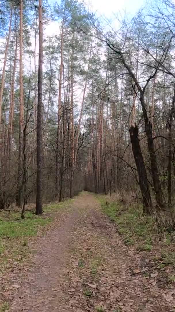 Vertikal video av den lilla vägen i skogen under dagen — Stockvideo