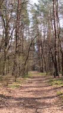 Gün boyunca ormandaki küçük yolun dikey videosu.