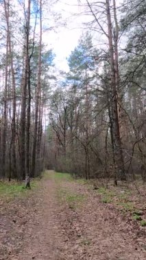 Gün boyunca ormandaki küçük yolun dikey videosu.