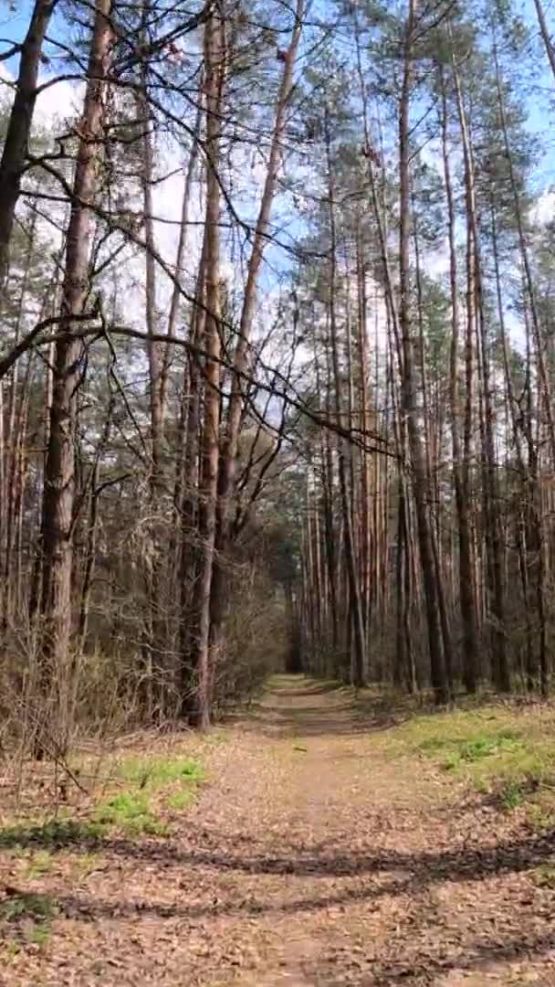 Függőleges videó a kis út az erdőben a nap folyamán — Stock videók