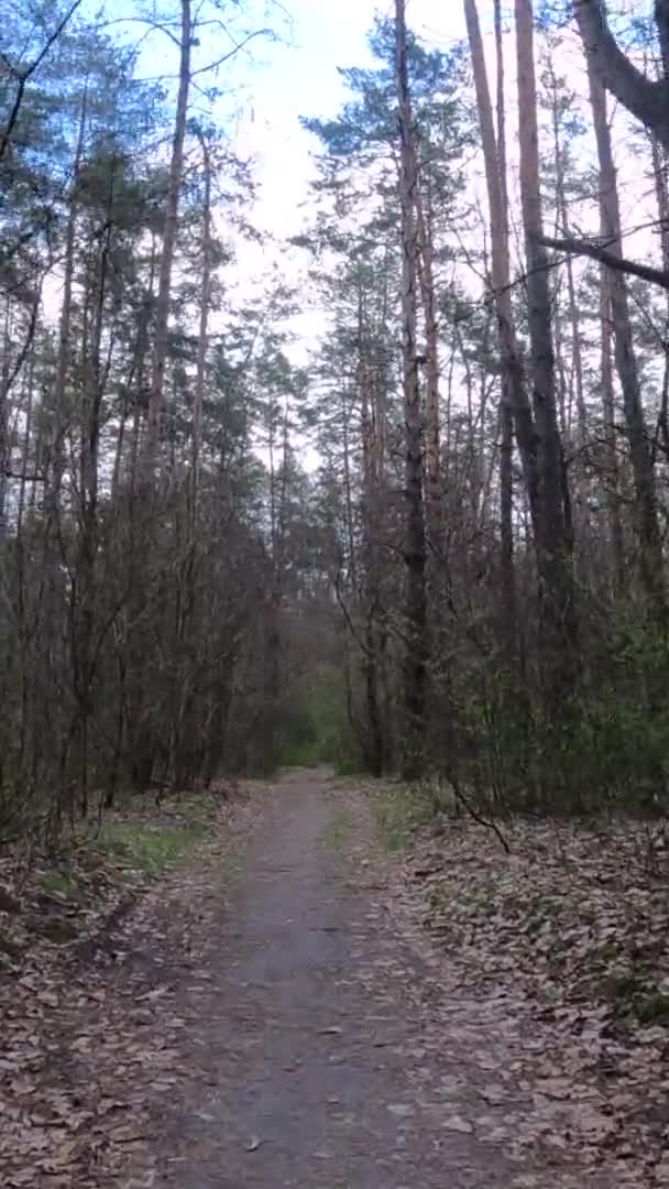 Vídeo vertical de la pequeña carretera en el bosque durante el día — Vídeo de stock