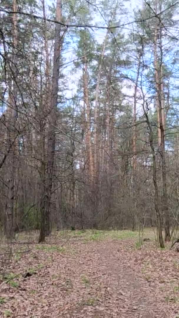 Video verticale della piccola strada nel bosco durante il giorno — Video Stock