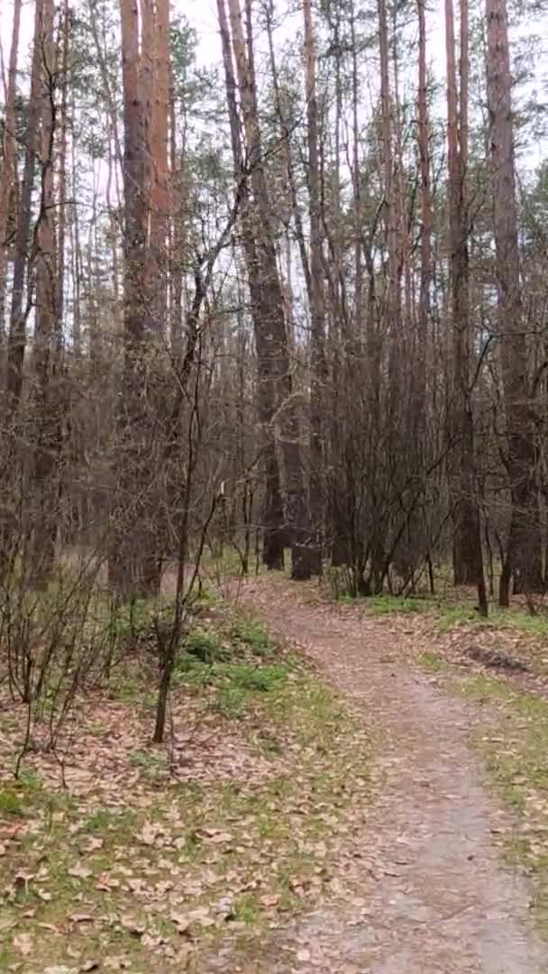 Vidéo verticale de la petite route dans la forêt pendant la journée