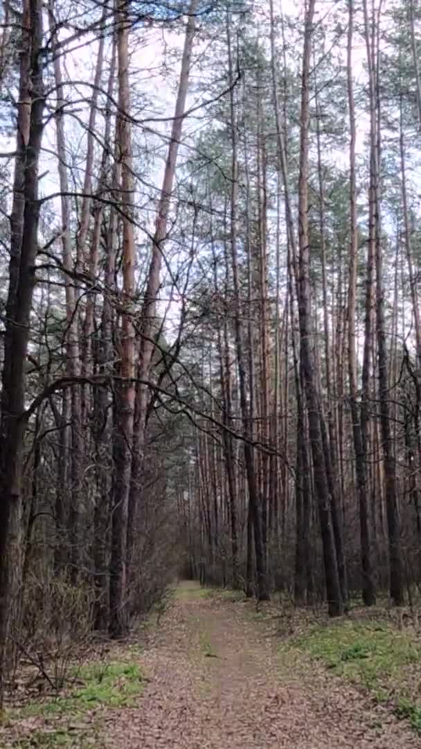 Verticale video van het weggetje in het bos overdag — Stockvideo