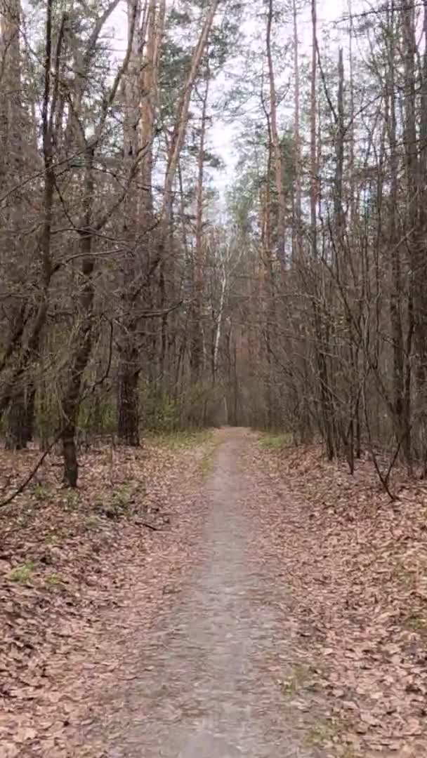 Függőleges videó a kis út az erdőben a nap folyamán — Stock videók