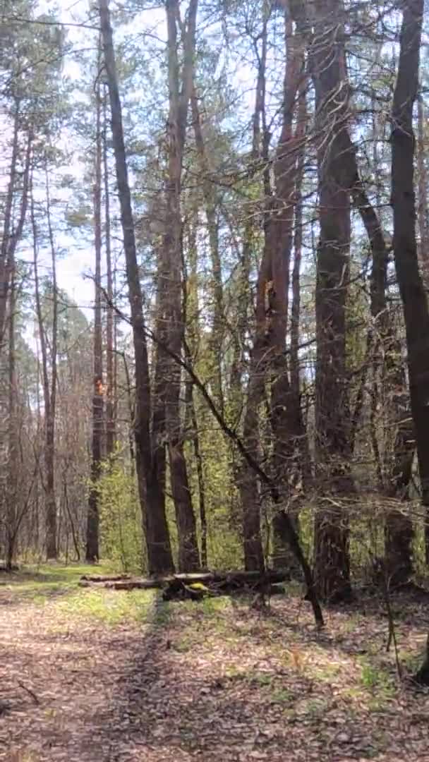 Vertikales Video der kleinen Straße im Wald während des Tages — Stockvideo