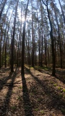 Orman manzarasının dikey videosu, yavaş çekim