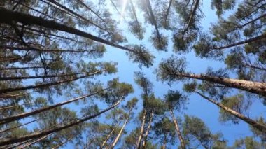 Orman manzarasının dikey videosu, yavaş çekim