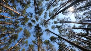 Orman manzarasının dikey videosu, yavaş çekim