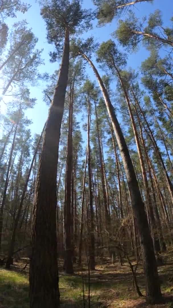 Orman manzarasının dikey videosu, yavaş çekim — Stok video