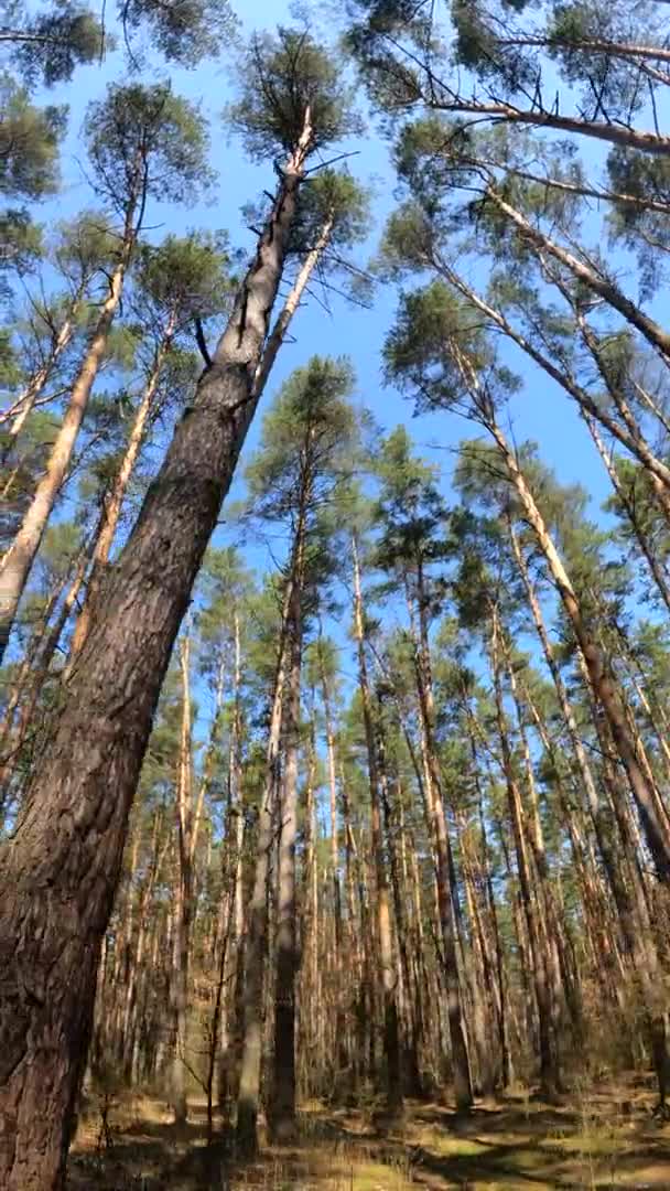 Vídeo vertical del paisaje forestal, cámara lenta — Vídeo de stock