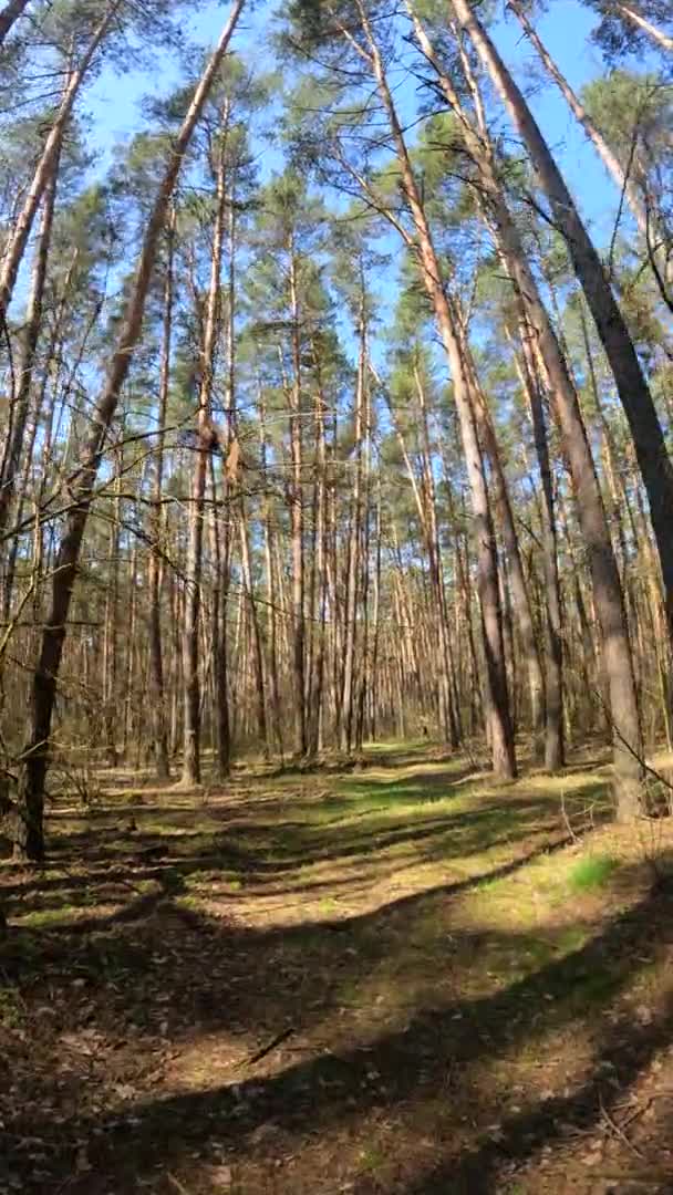 Вертикальне відео лісового пейзажу, повільний рух — стокове відео