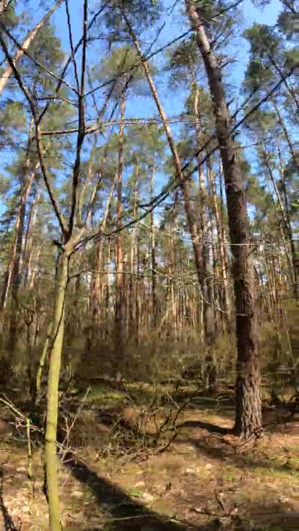 Vertikales Video der Waldlandschaft, Zeitlupe — Stockvideo