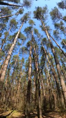 Orman manzarasının dikey videosu, yavaş çekim