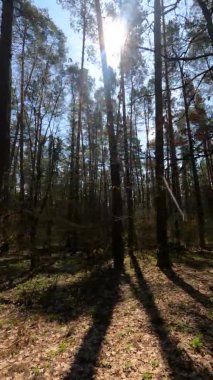 Orman manzarasının dikey videosu, yavaş çekim