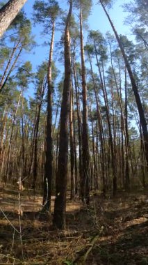 Orman manzarasının dikey videosu, yavaş çekim