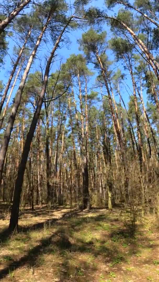 Vertikales Video der Waldlandschaft, Zeitlupe — Stockvideo