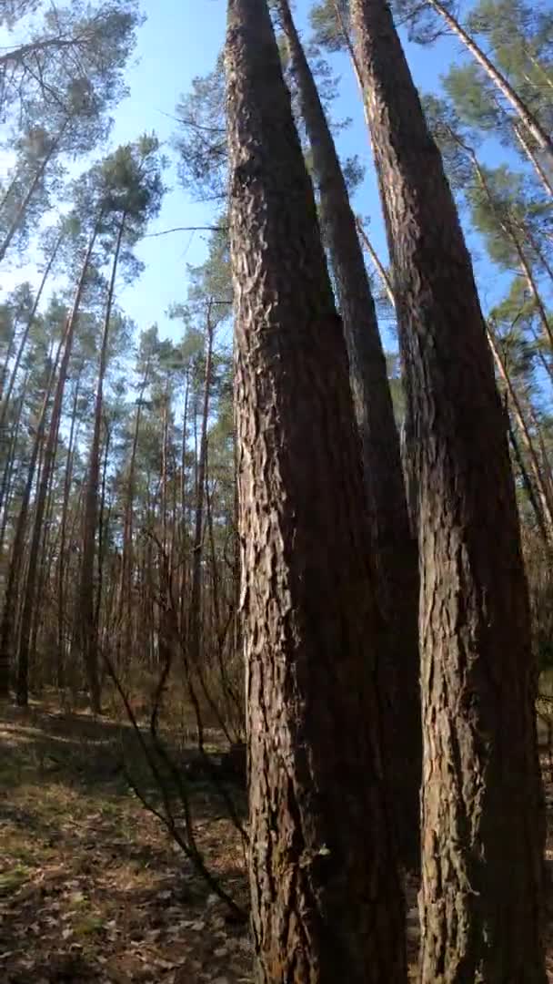 Vertikales Video der Waldlandschaft, Zeitlupe — Stockvideo