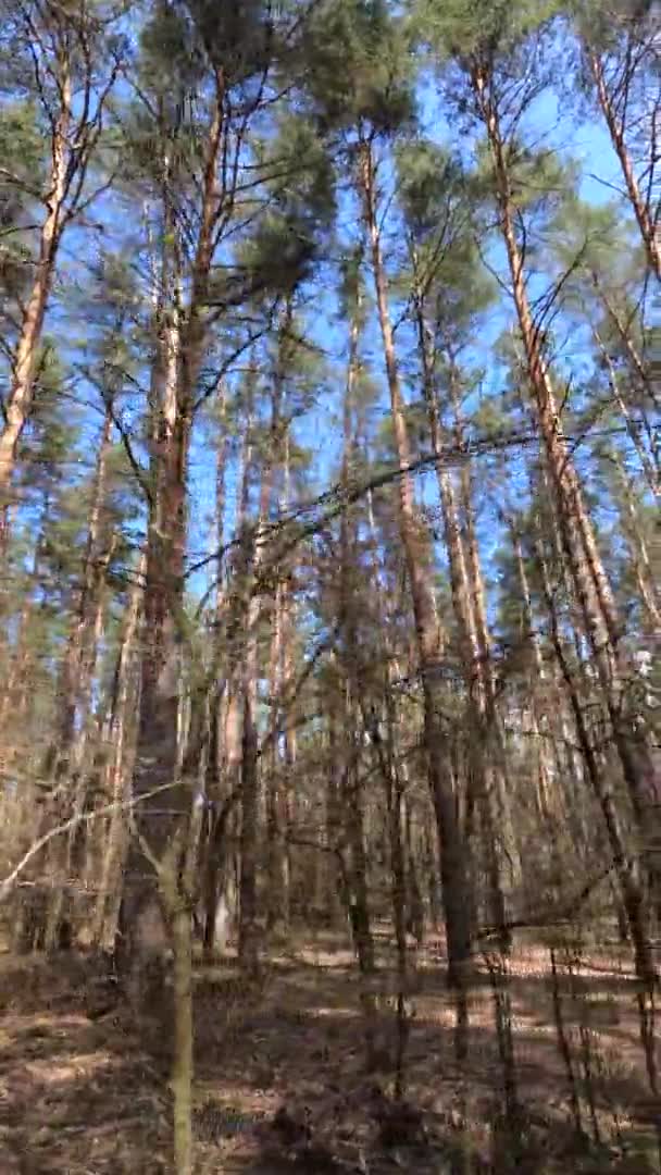 Vertikales Video der Waldlandschaft, Zeitlupe — Stockvideo