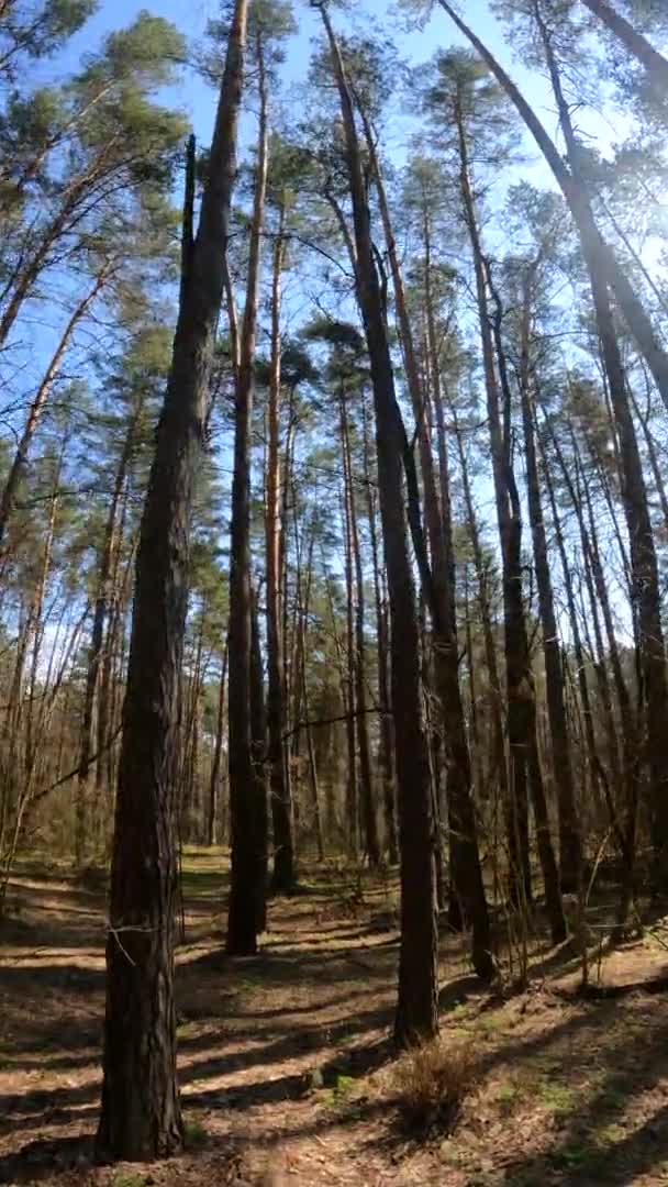 Вертикальное видео лесного пейзажа, замедленная съемка — стоковое видео