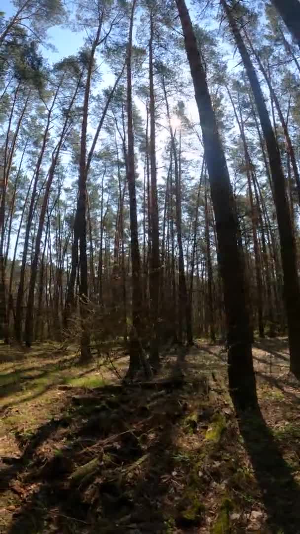 Vertikales Video der Waldlandschaft, Zeitlupe