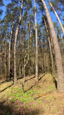 Orman manzarasının dikey videosu, yavaş çekim